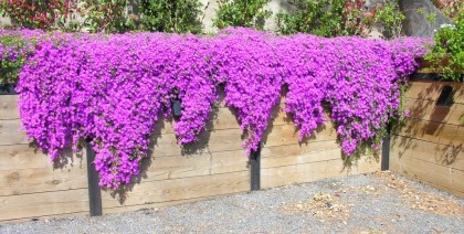 Natura Paysages Jardin Sur Mesure Lorgues Mur Pierre Et Bois 12